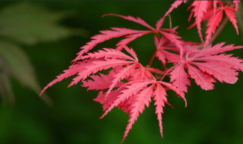 Japanese maple tree care Japanese maple tree care