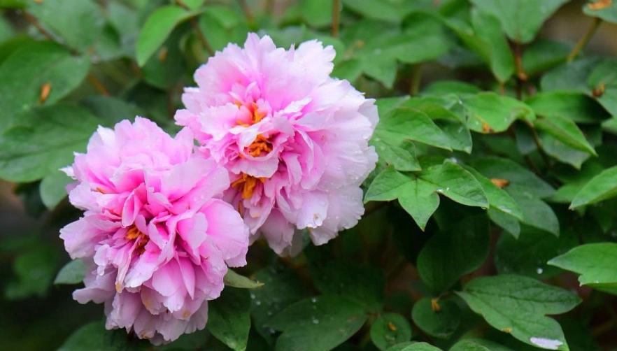 peony planting tips