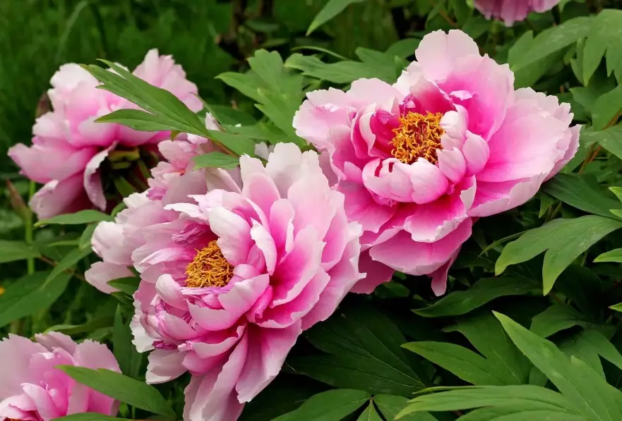 how to grow peonies