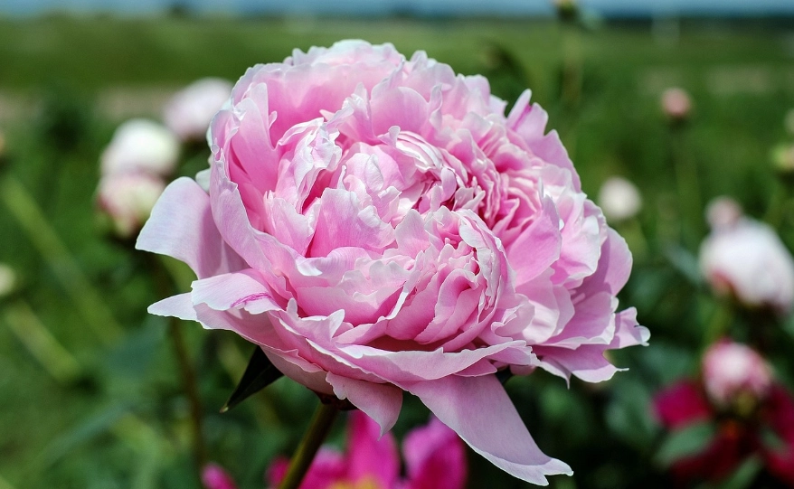 how to grow peonies