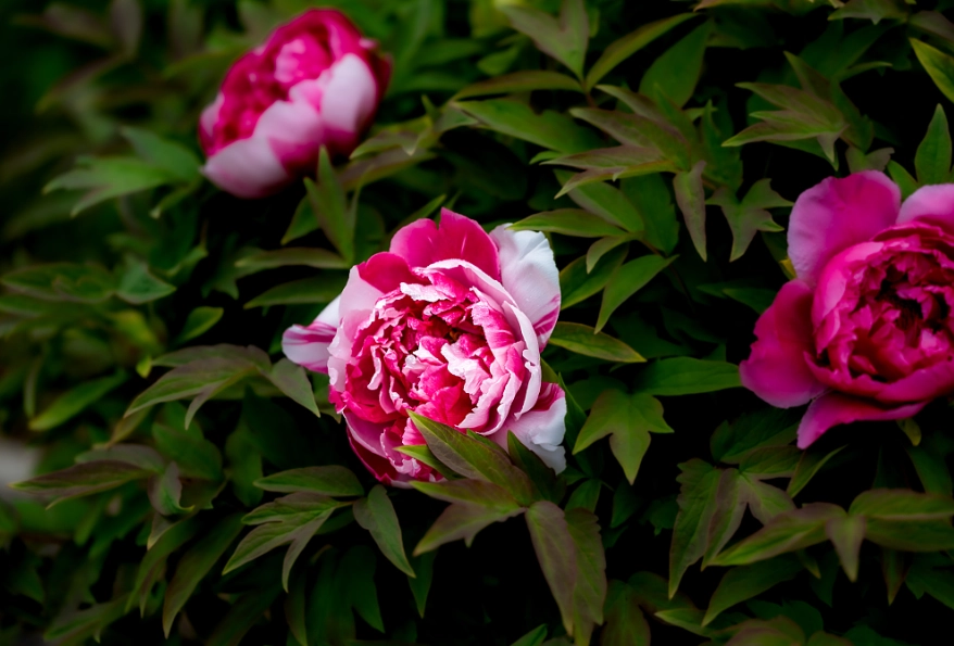 peony care guide
