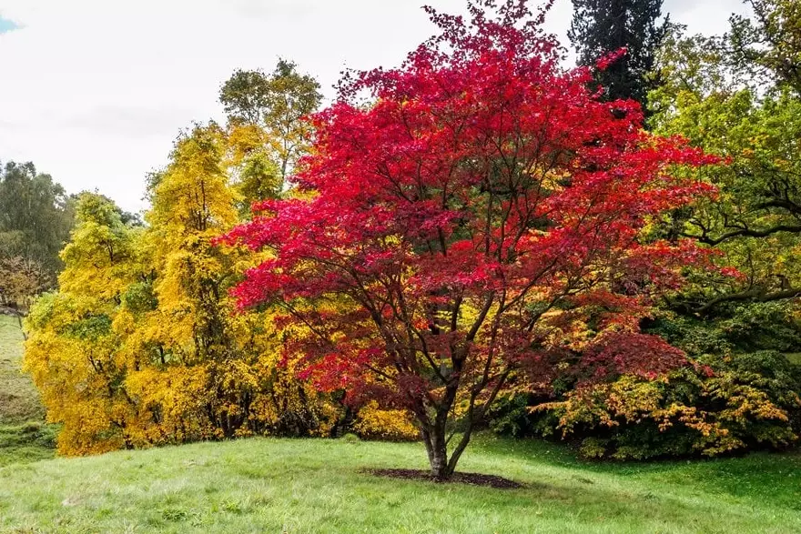 Japanese maple tree care Japanese maple tree care
