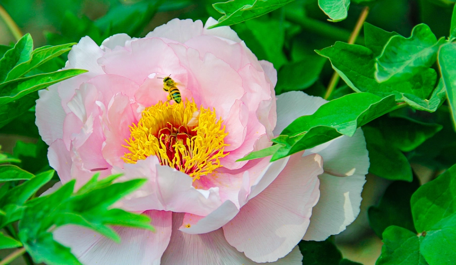peony care guide