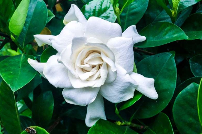 white gardenias care