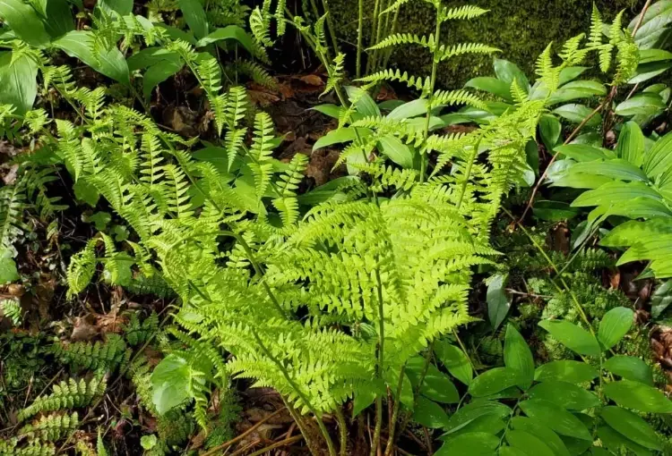 shade garden fern
