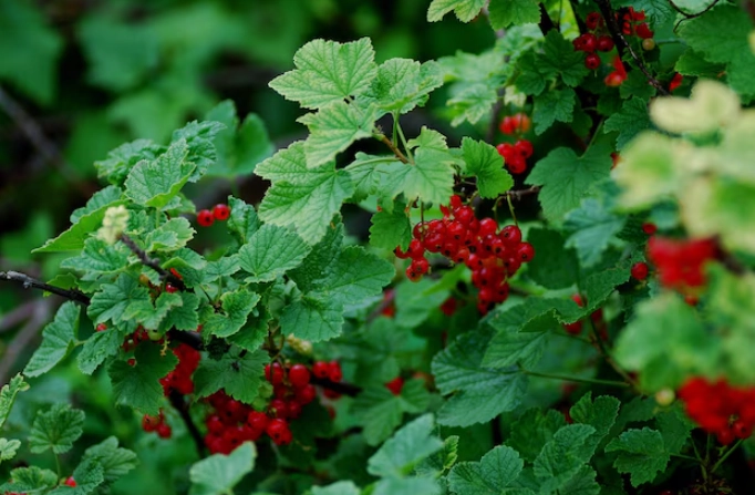 how to grow current bush how to grow current bush