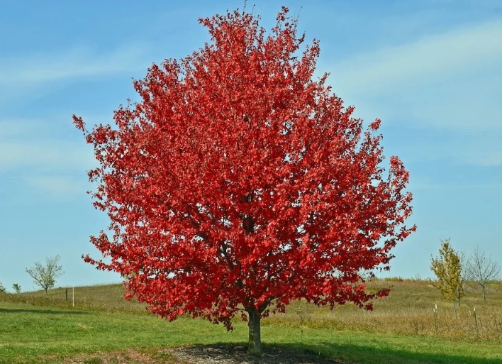 acer rubrum