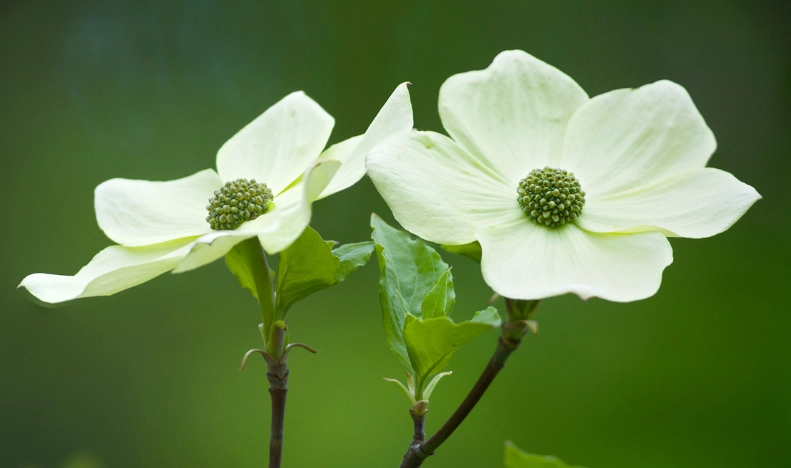 how to grow pacific dogwood