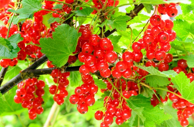 current bush care current bush care