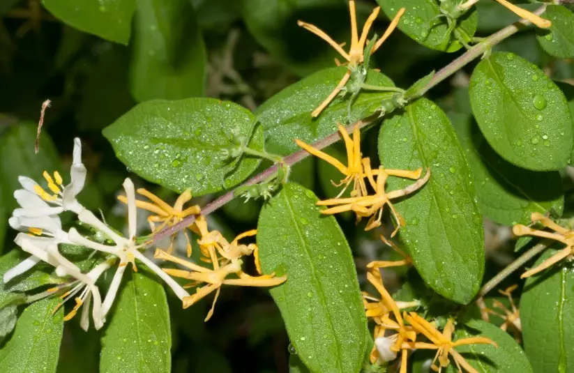 lonicera varieties