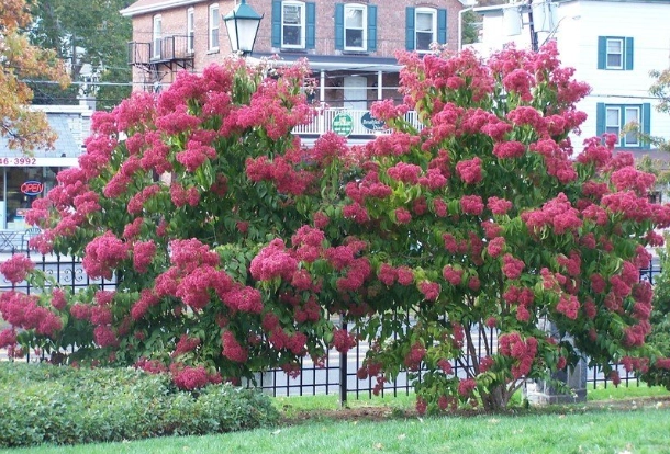 heptacodium miconioides