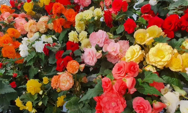 sun tolerant begonias