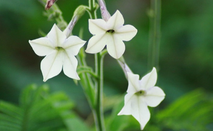 how to grow tobacco flowers