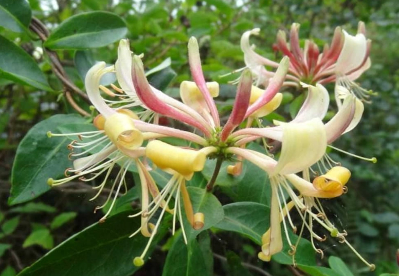 lonicera varieties