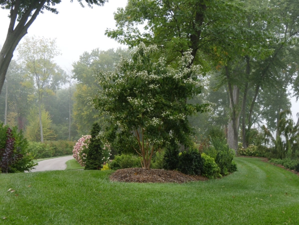 autumn blooming tree