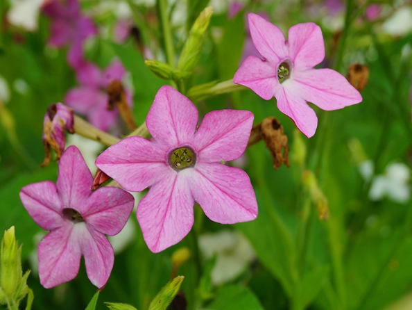how to grow tobacco flowers