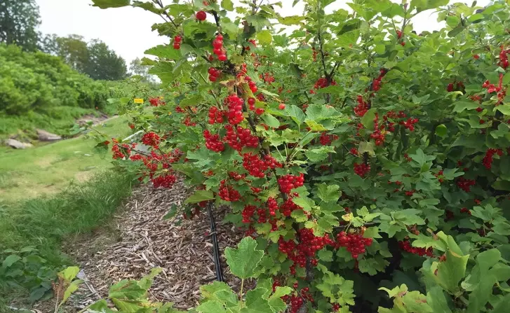 how to grow current bush how to grow current bush