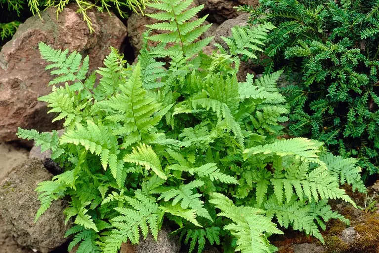 marginal wood fern care