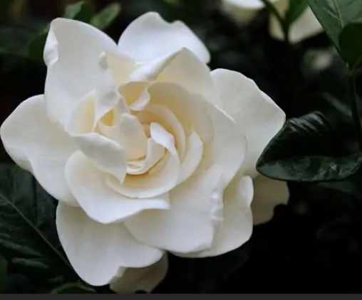 white gardenias care