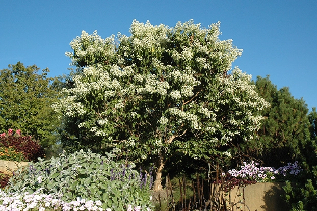 heptacodium miconioides