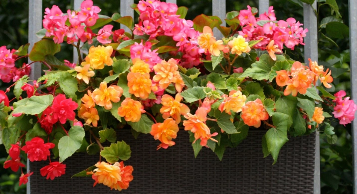 growing begonias in sun