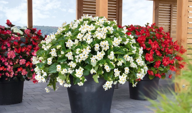 sun tolerant begonias