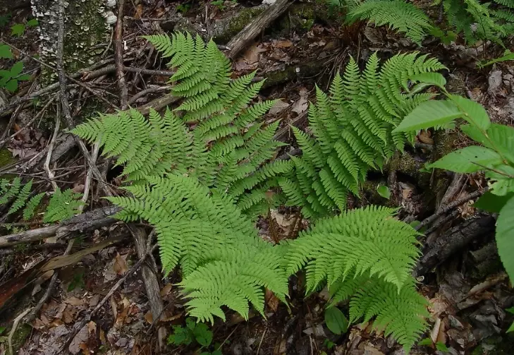 marginal wood fern care