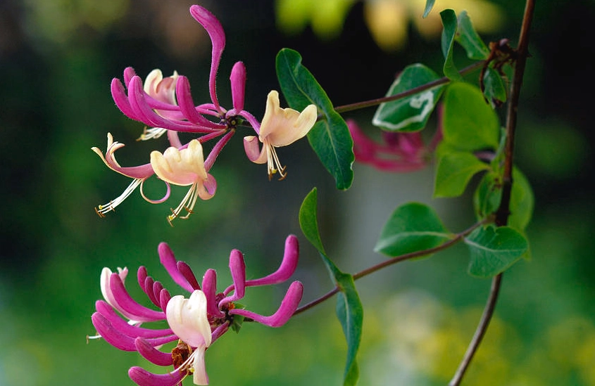 honeysuckle vine care