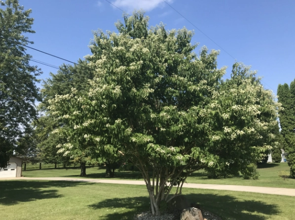 autumn blooming tree