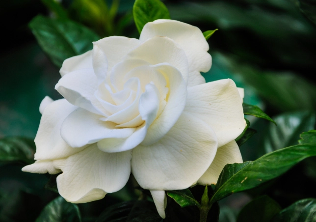 gardenia jasminoides