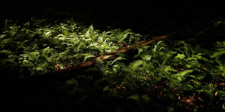 marginal wood fern care