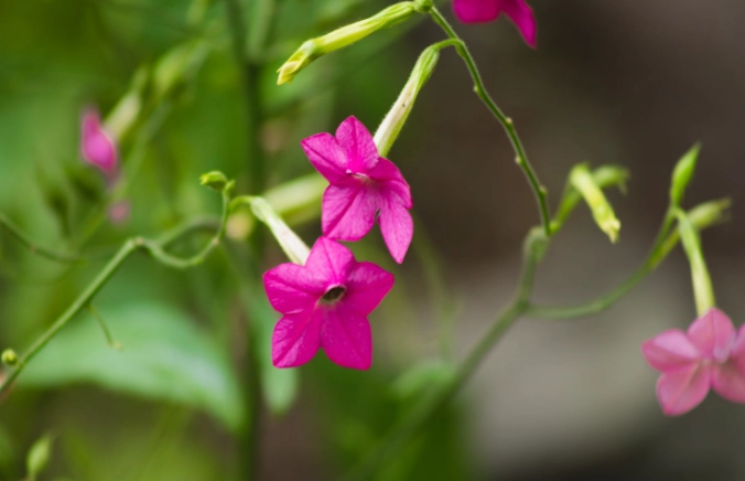 tobacco flowers plant