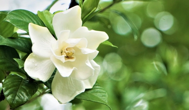 gardenia jasminoides
