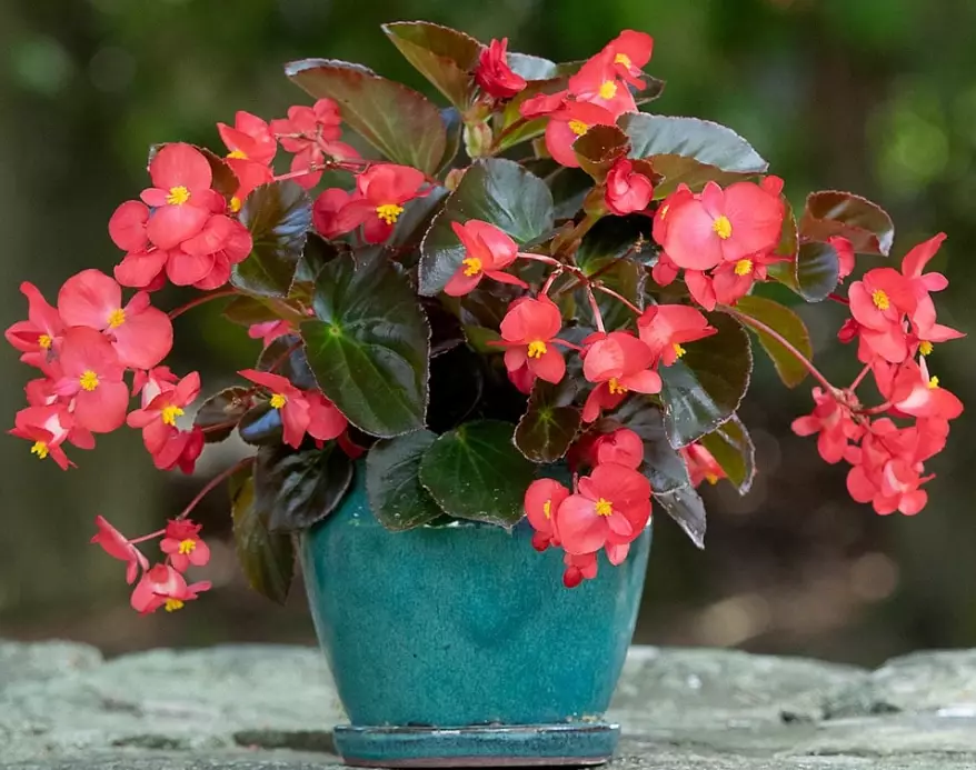 growing begonias in sun