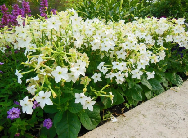 tobacco flower scent