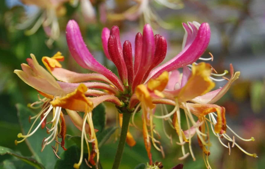honeysuckle vine care