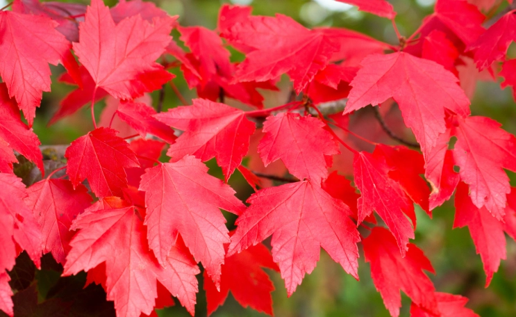 red maple tree care