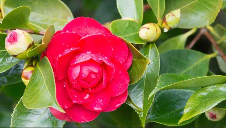 camellia flower