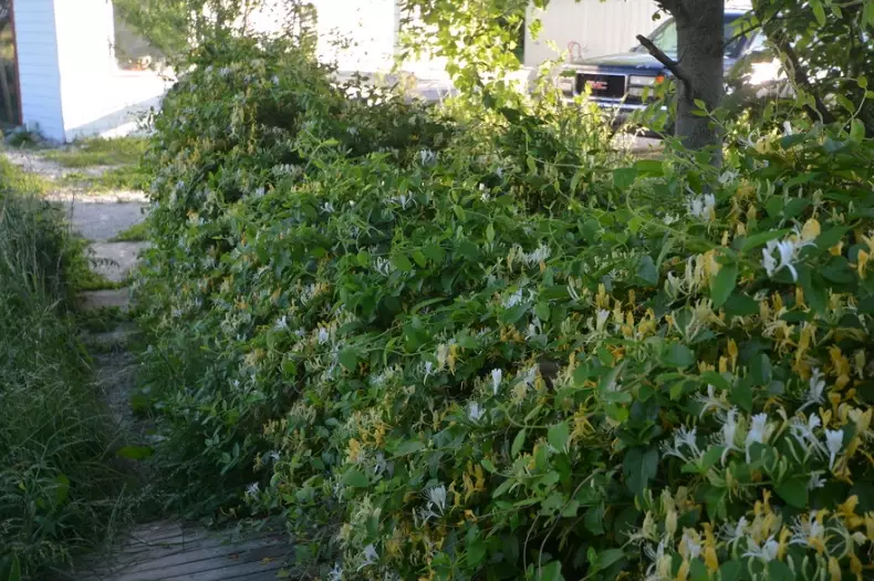 honeysuckle vine care