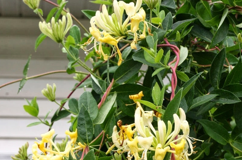 growing honeysuckle