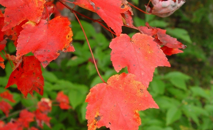 red maple tree care