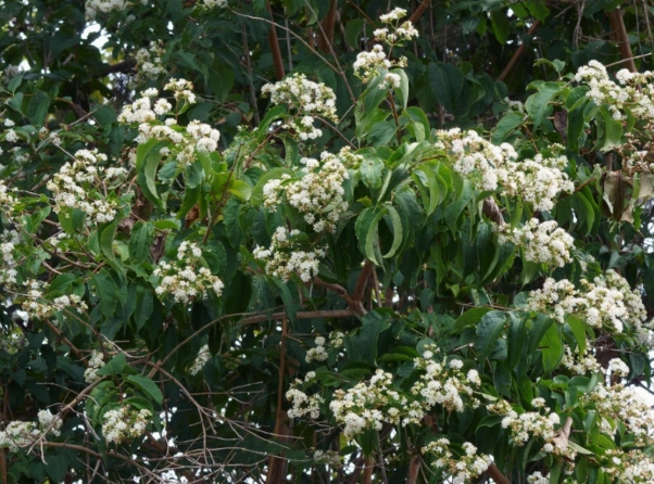 heptacodium miconioides