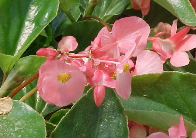 sun tolerant begonias
