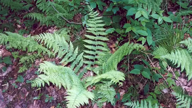 shade garden fern