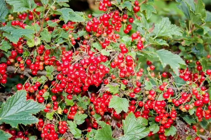 how to grow current bush how to grow current bush