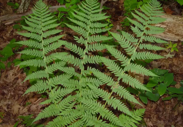 dryopteris marginalis