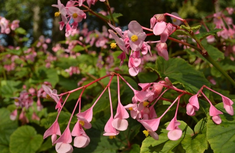 growing begonias in sun