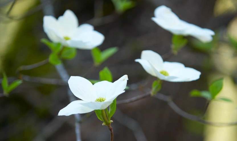 pacific dogwood varieties