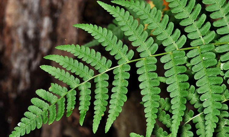 dryopteris marginalis