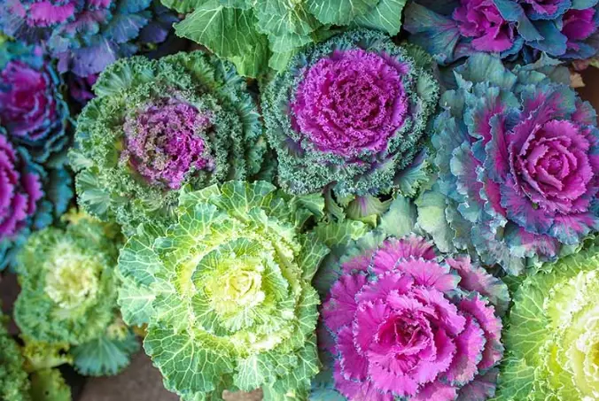 growing ornamental kale